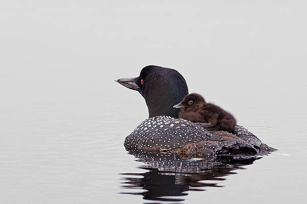 Reflection Wall Art featuring the photograph Sunday Ride by Jeff Sinon