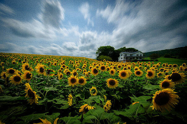 Wall Art featuring the photograph Sunflower Field by Crystal Wightman