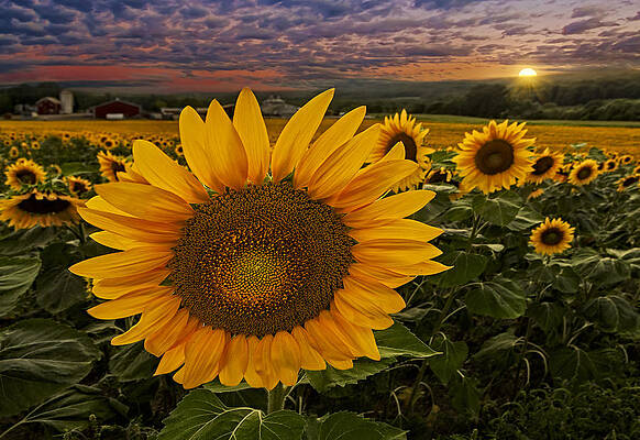 Summer Photograph - Sunflower Field Forever by Susan Candelario