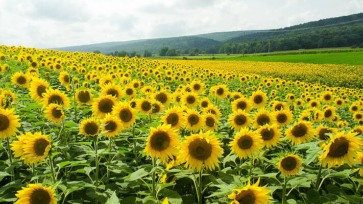 Wall Art featuring the photograph Sunflower Field by Gary Wightman