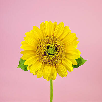 Smiling Sunflower on Pink Background Wall Art