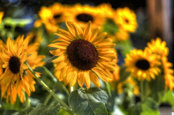 Nature Wall Art featuring the photograph Sunflowers by Jonny D
