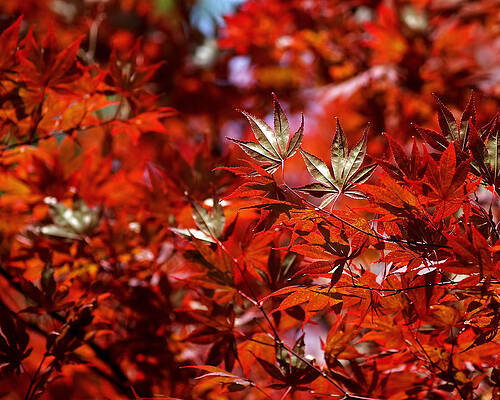 Wall Art featuring the photograph Sunlit Japanese Maple by Rona Black