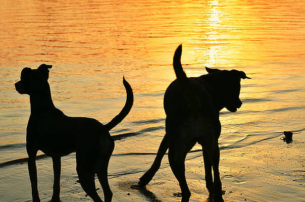 Happy Wall Art featuring the photograph Sunset Dogs by Laura Fasulo