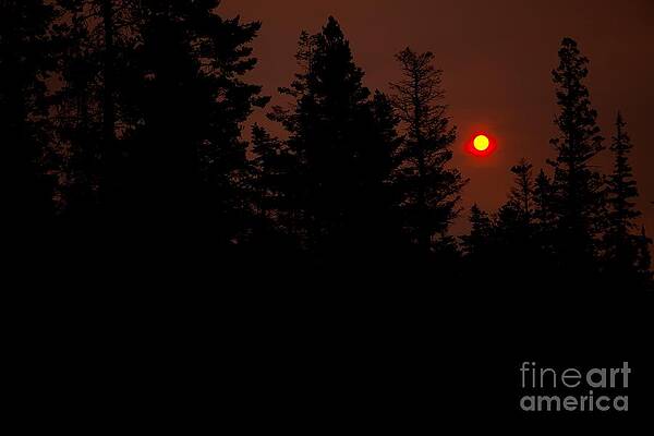 Glacier National Park Photograph - Sunset On The Pines by Natural Focal Point Photography