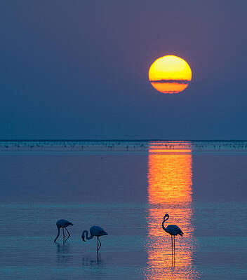 Wall Art featuring the photograph Sunset Over Walvis Bay - Flamingo Silhouette Photograph by Duane Miller