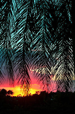 Sunset Through Palm Leaves Wall Art