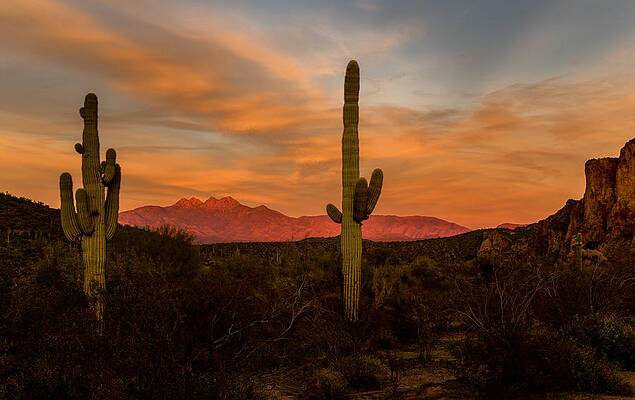 Sky Photograph - Sunset Sentinels by Mary Jo Allen