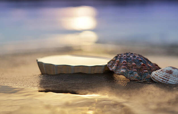 Seashells on a Sunset Beach Wall Art