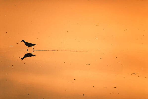 Bird Wall Art featuring the photograph Sunset Stroll by Ghostwinds Photography