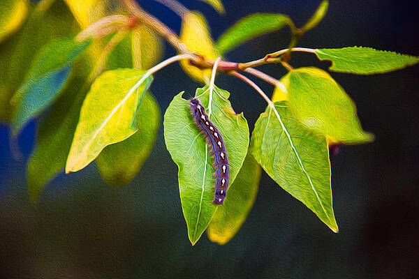 Wall Art featuring the painting Surprise Beauty by Omaste Witkowski