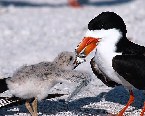 Bird Wall Art featuring the photograph Sushi For You by Ghostwinds Photography