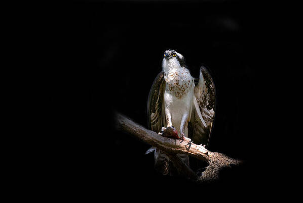 Wall Art featuring the photograph Sushi by Ghostwinds Photography