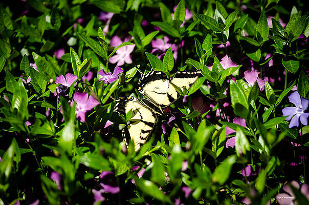 Color Photograph - Swallowtail Butterfly by Crystal Wightman