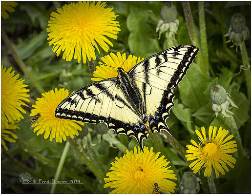 Photograph - Swallowtail Butterfly by Fred Denner