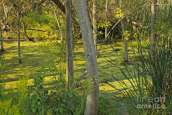 Summer Photograph - Swamp Thing by William Norton