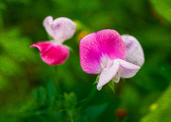 Summer Painting - Sweet Pea Blossoms by Omaste Witkowski