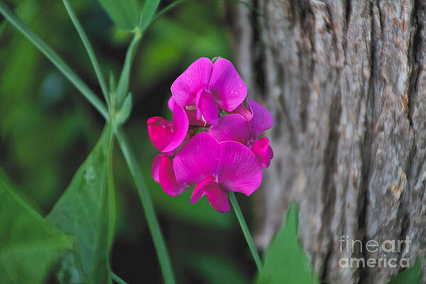 Summer Photograph - Sweet Pea by William Norton