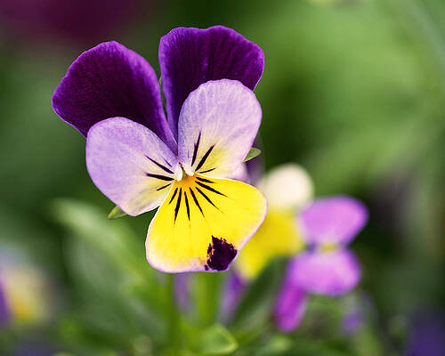 Wall Art featuring the photograph Sweet Violet by Rona Black