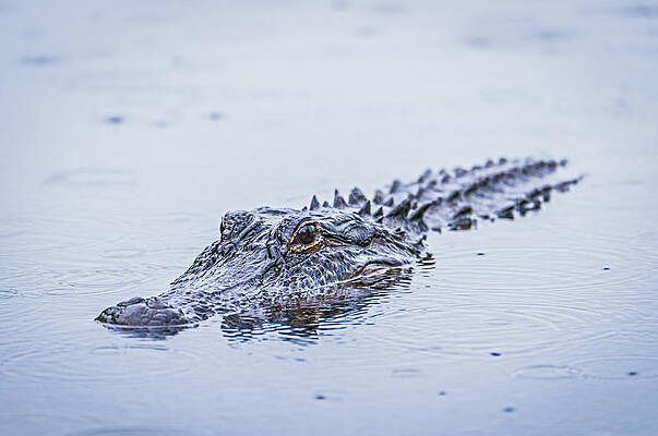 Nature Wall Art featuring the photograph Swimming On A Rainy Day - Alligator Photograph by Duane Miller