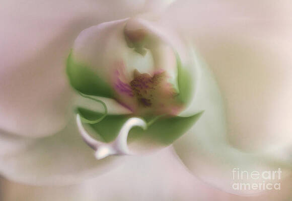 Wall Art featuring the photograph Symphony Of Elegance by Mary Lou Chmura