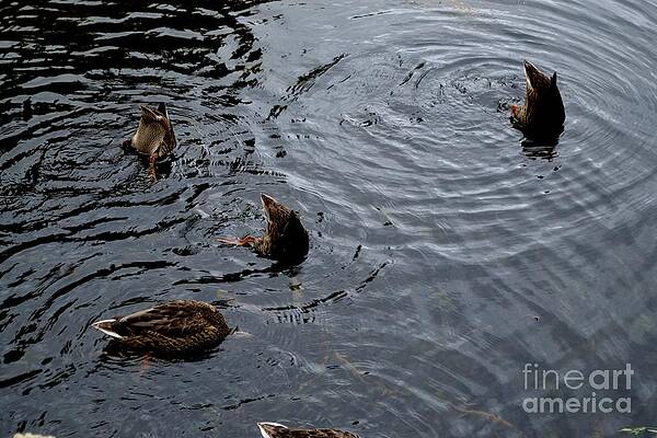 Wild Photograph - Synchronised Swimming Team by Scott Lyons