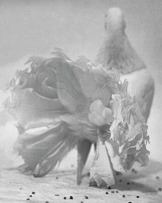 Close Wall Art featuring the photograph Tail Feathers Of A Pigeon by Erwin Blumenfeld