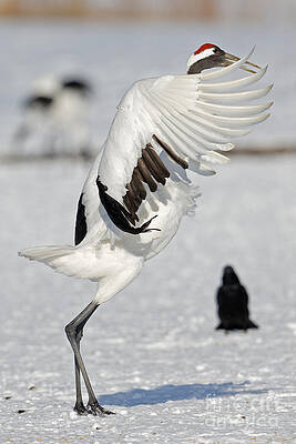 Winter Photograph - Tanchou In Japan by Natural Focal Point Photography