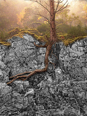 Tree Emerging from Rocky Cliff Wall Art