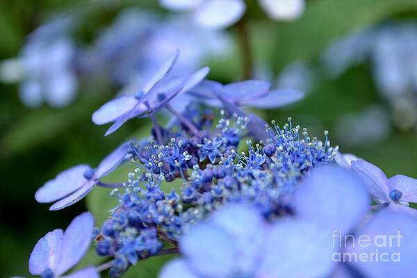 Photograph - Taube Lacecap Hydrangea by Scott Lyons