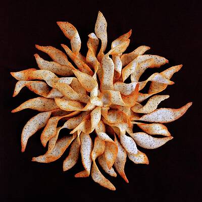 Intricate Seed Pod Design Wall Art