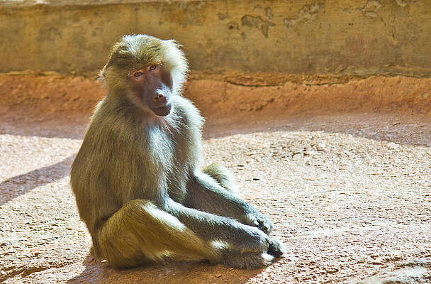 Wildlife Wall Art featuring the photograph Teen Baboon by Jonny D