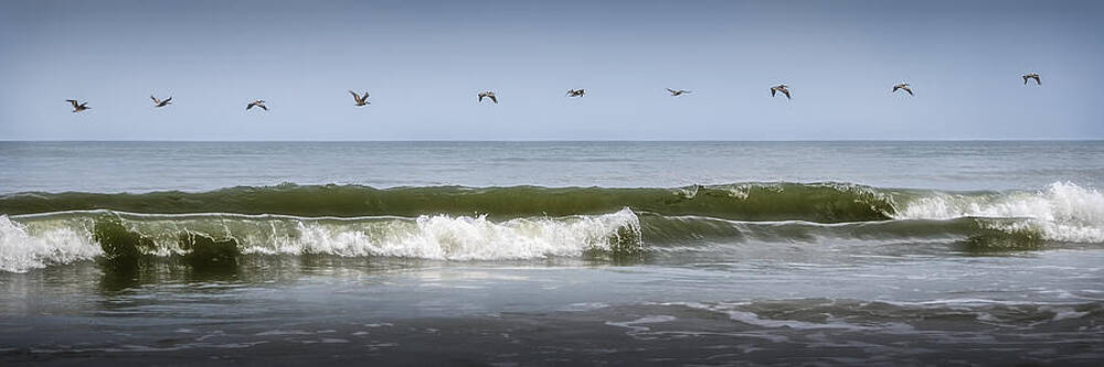 Pelicans in Ocean Flight Wall Art
