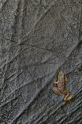 Wall Art featuring the photograph Tenacity by Jeff Sinon