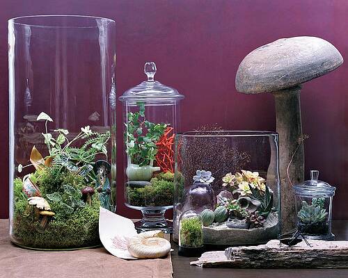 Growth Wall Art featuring the photograph Terraiums by Dana Gallagher