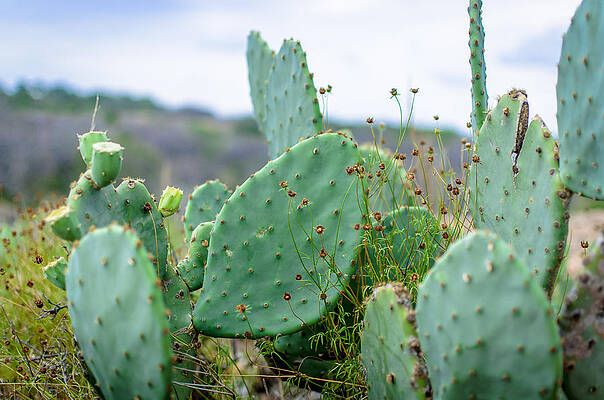 Desert Prickly Pear Cacti Wall Art