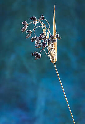 Nature Photograph - Thalia Portrait by Jean Noren