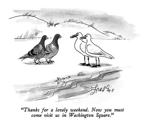 Seagull Wall Art featuring the drawing Thanks For A Lovely Weekend.  Now You Must Come by Edward Frascino