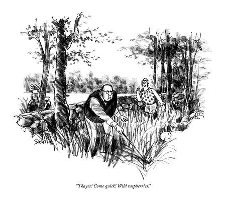 Natural Drawing - Thayer! Come Quick! Wild Raspberries! by Charles Saxon