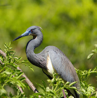 Wall Art featuring the photograph The Art Of Focus by Mary Lou Chmura