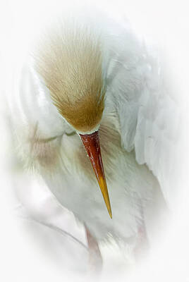 Bird Wall Art featuring the photograph The Bow by Ghostwinds Photography