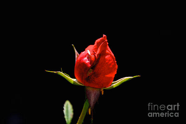 Spring Wall Art featuring the photograph The Bud by William Norton