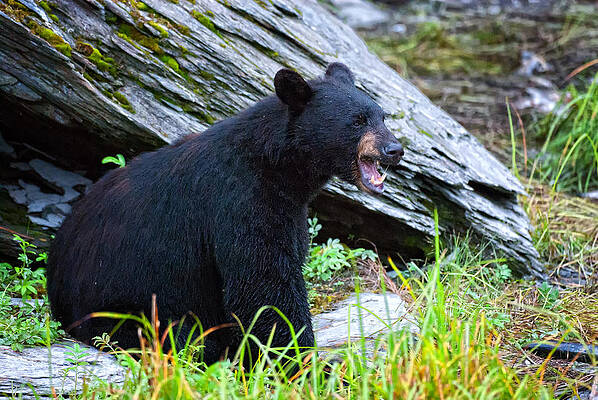 Bear Wall Art featuring the photograph The Caller by Ghostwinds Photography