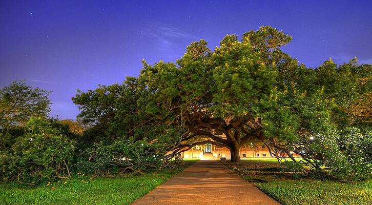 Majestic Tree Under Starry Night Wall Art