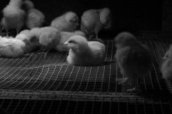 White Photograph - The Chick by Richard Reeve