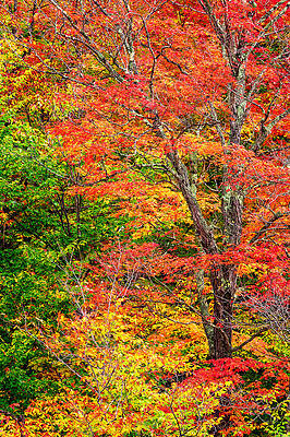 Wall Art featuring the photograph The Colors Of Autumn by Jeff Sinon