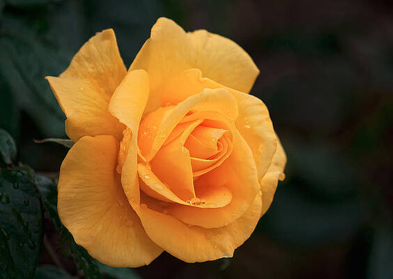 Delicate Wall Art featuring the photograph The Colour Of Yellow. by Shirley Mitchell