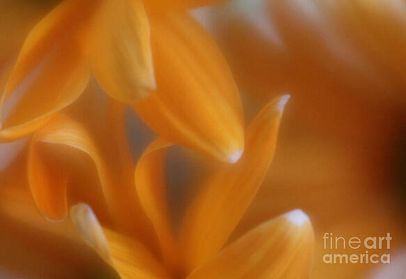 Wall Art featuring the photograph The Dance Of The Petals by Mary Lou Chmura