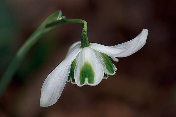 Delicate Wall Art featuring the photograph The Dance Of The Snowdrop by Shirley Mitchell