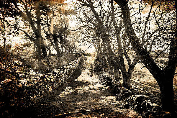 Cork Photograph - The Dark Road by Mark Callanan